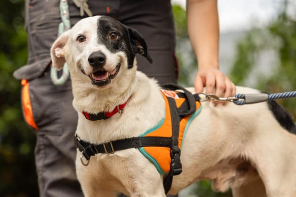 OREO - URGENT RECHERCHE FAMILLE RELAIS -