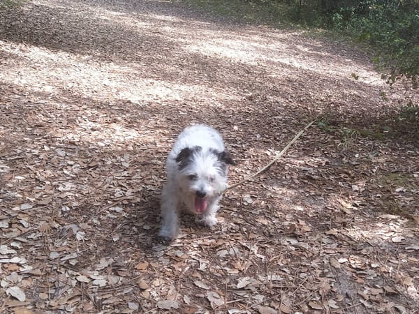 CHIPIE