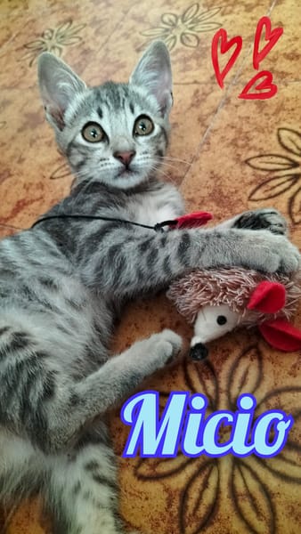 MICIO gattino tigrato argento