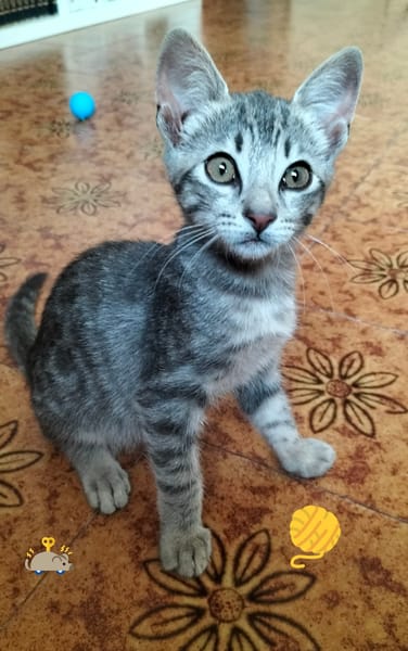 MICIO gattino tigrato argento