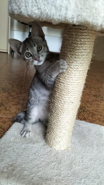 MICIO gattino tigrato argento