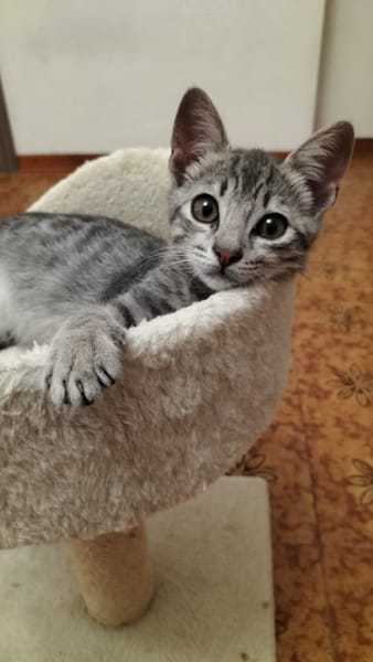 MICIO gattino tigrato argento