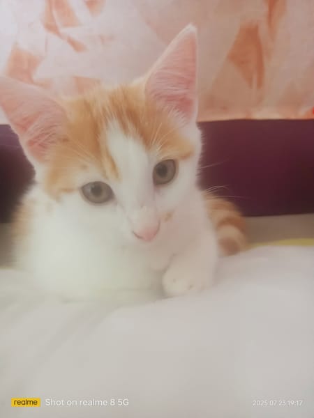 Berlioz