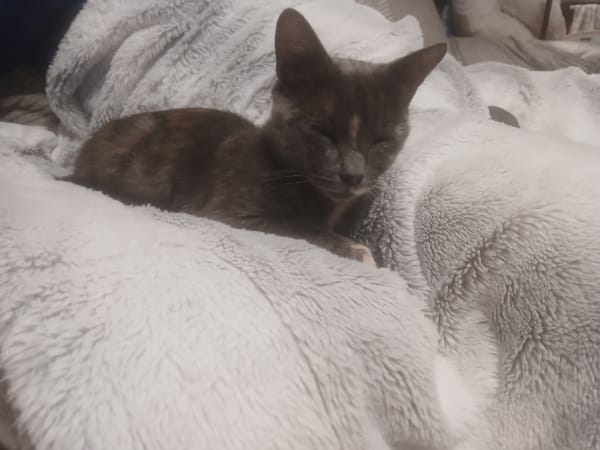 Sheba