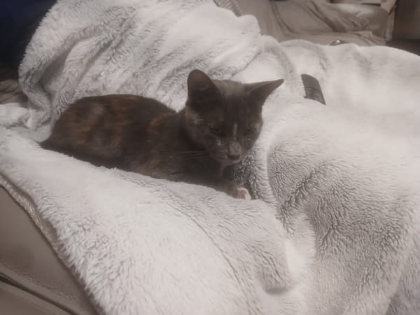 Sheba