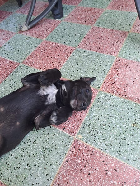 Arya, femelle croisée créole, née le 15/04/2025 🌼