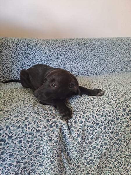 Arya, femelle croisée créole, née le 15/04/2025 🌼