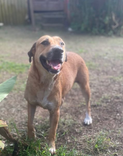 Bella, chien femelle Croisée Créole NON-LOF