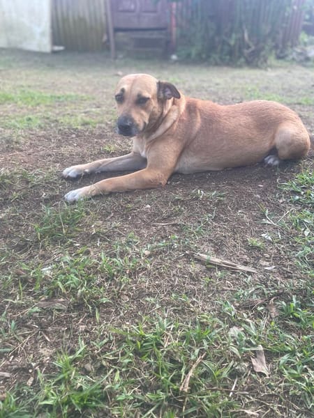 Bella, chien femelle Croisée Créole NON-LOF