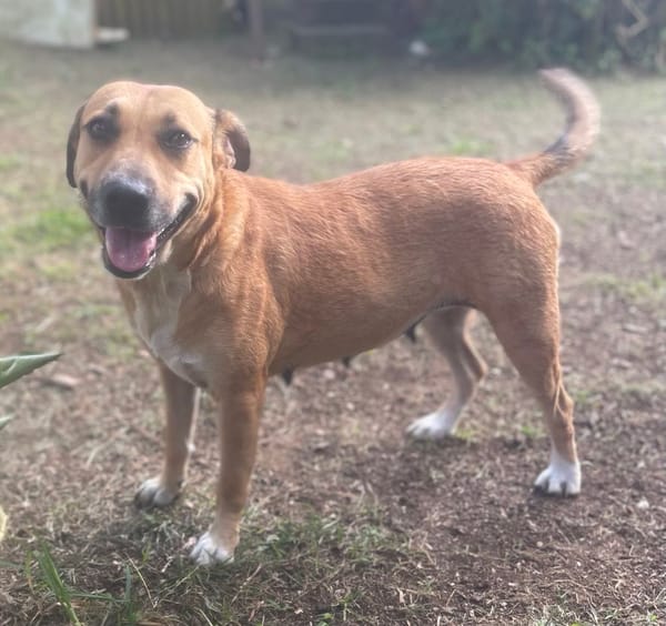 Bella, chien femelle Croisée Créole NON-LOF