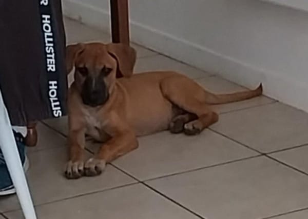Daya, femelle croisée créole, née le 1/03/2025 🌼
