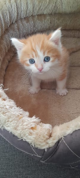 archie