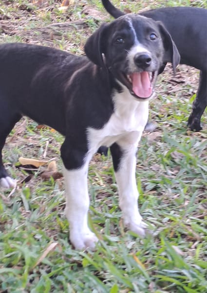 Hooper, chiot Mâle Croisé Créole NON-LOF