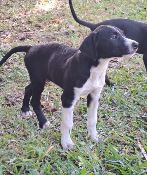 Hooper, chiot Mâle Croisé Créole NON-LOF