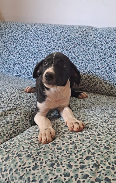 Hooper, chiot Mâle Croisé Créole NON-LOF