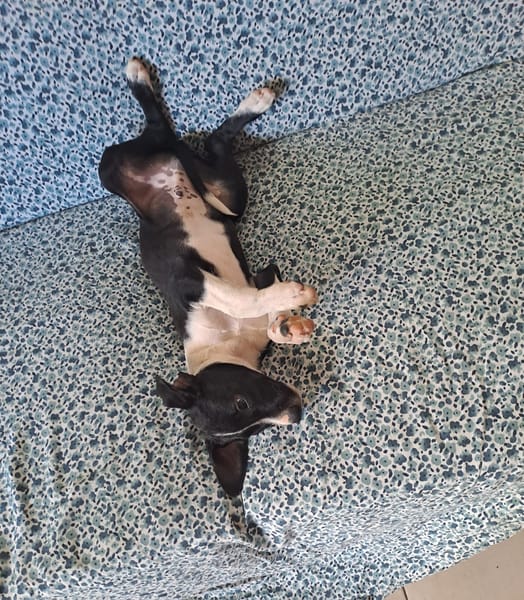 Hooper, chiot Mâle Croisé Créole NON-LOF