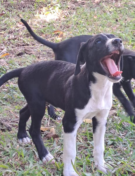 Hooper, chiot Mâle Croisé Créole NON-LOF