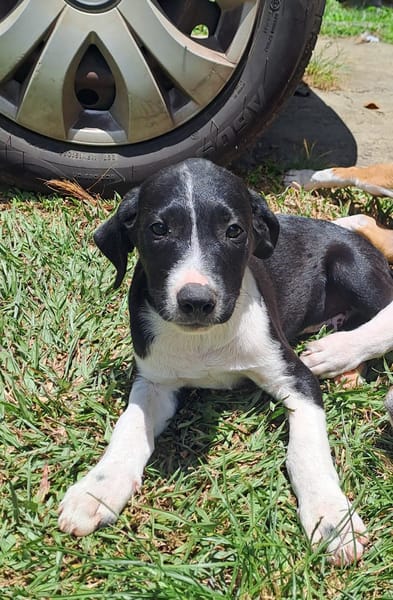 Hooper, chiot Mâle Croisé Créole NON-LOF