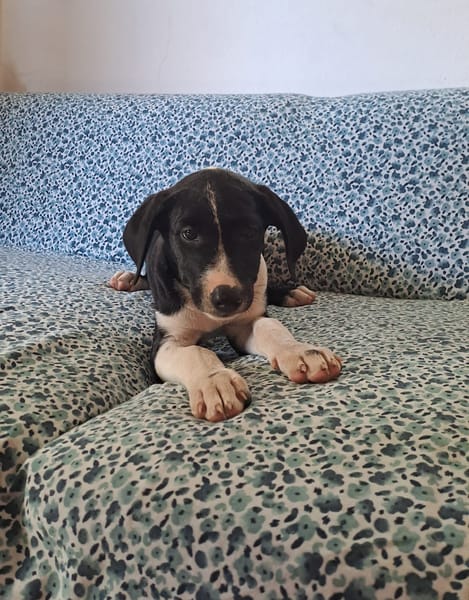 Hooper, chiot Mâle Croisé Créole NON-LOF