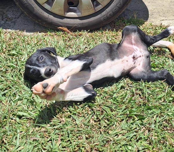 Hooper, chiot Mâle Croisé Créole NON-LOF