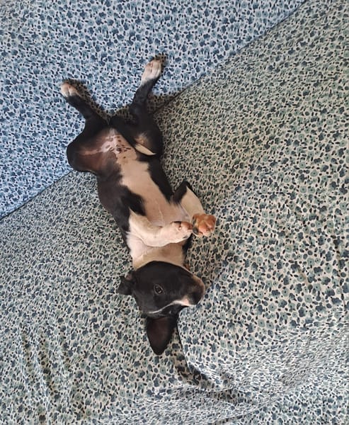 Hooper, chiot Mâle Croisé Créole NON-LOF