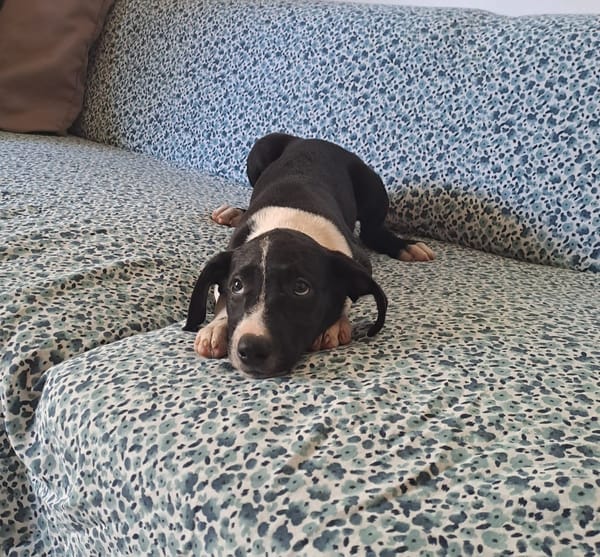 Hooper, chiot Mâle Croisé Créole NON-LOF