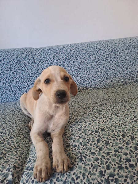 Indie, femelle croisée créole, née le 15/04/2025 🌼