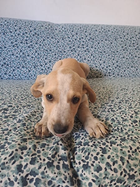 Indie, femelle croisée créole, née le 15/04/2025 🌼