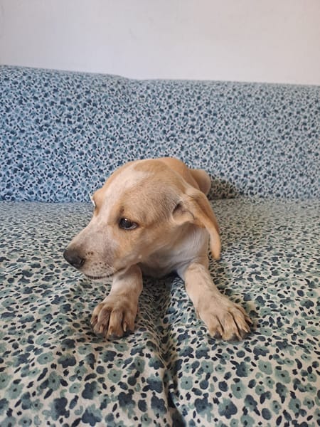 Indie, femelle croisée créole, née le 15/04/2025 🌼