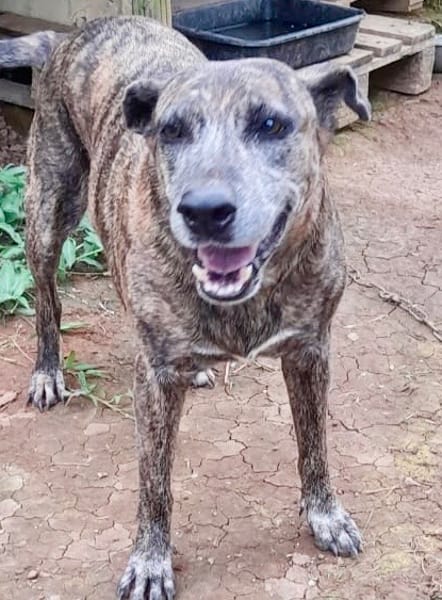 Isla, chien femelle Croisée Créole NON-LOF