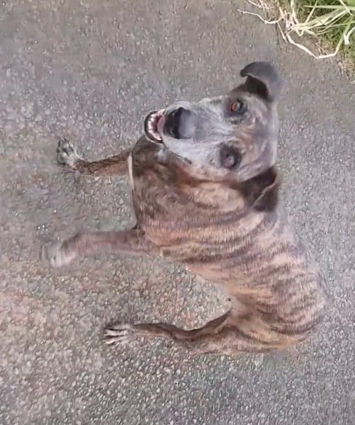 Isla, chien femelle Croisée Créole NON-LOF