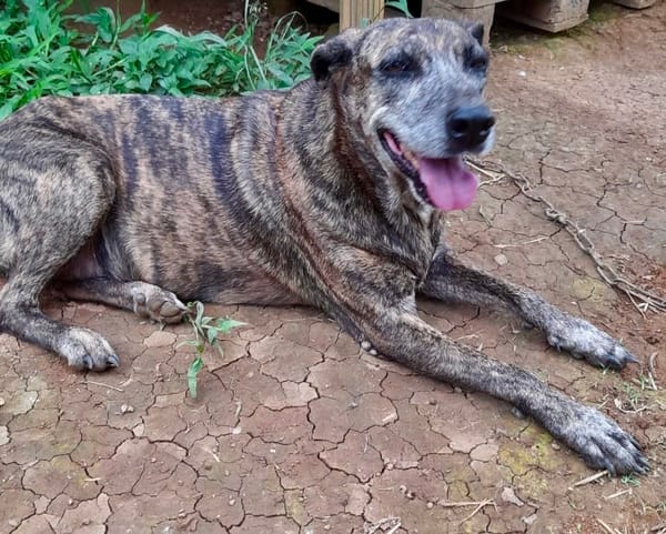 Isla, chien femelle Croisée Créole NON-LOF