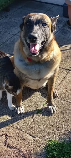LOVELY, Femelle Croisée Malinois NON-LOF
