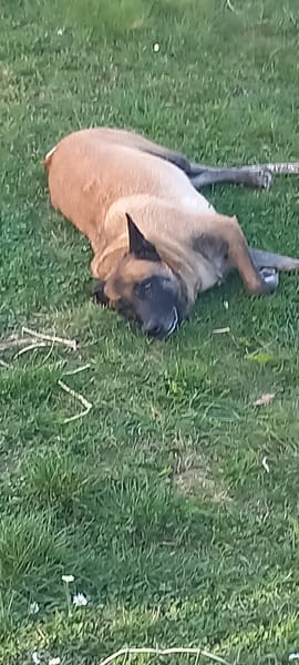 LOVELY, Femelle Croisée Malinois NON-LOF