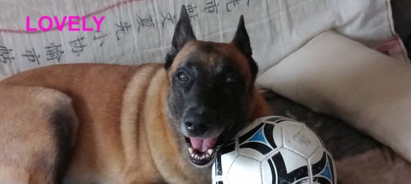 LOVELY, Femelle Croisée Malinois NON-LOF