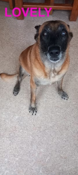 LOVELY, Femelle Croisée Malinois NON-LOF