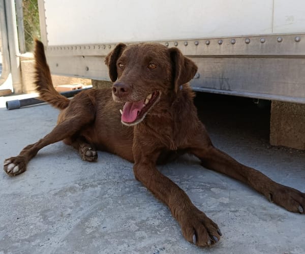 TENDER (union animal)