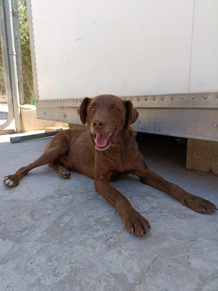 TENDER (union animal)