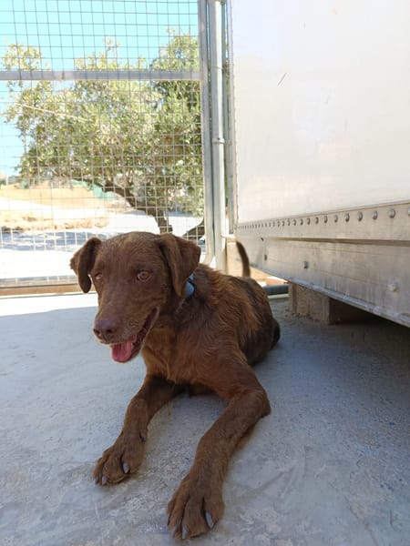 TENDER (union animal)