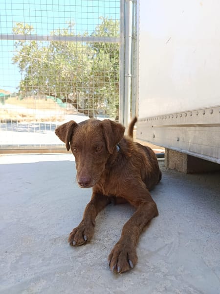 TENDER (union animal)