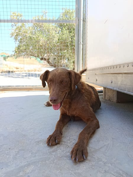 TENDER (union animal)