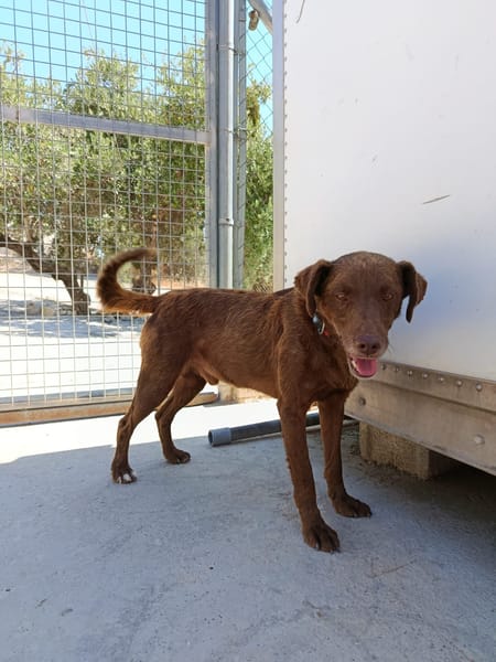 TENDER (union animal)