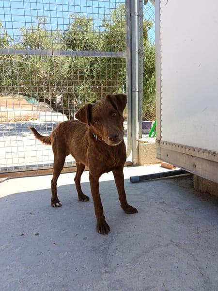 TENDER (union animal)