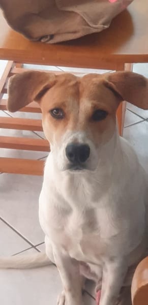 LUCKY, chiot Mâle Croisé Créole NON-LOF
