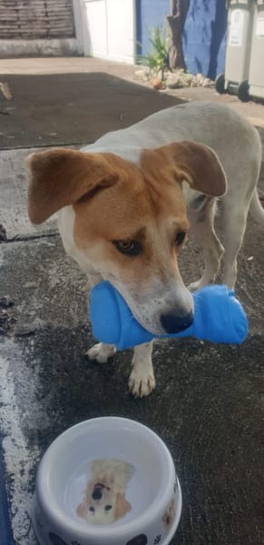 LUCKY, chiot Mâle Croisé Créole NON-LOF