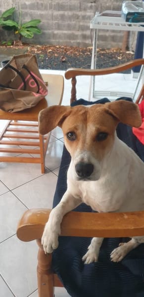 LUCKY, chiot Mâle Croisé Créole NON-LOF