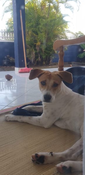 LUCKY, chiot Mâle Croisé Créole NON-LOF