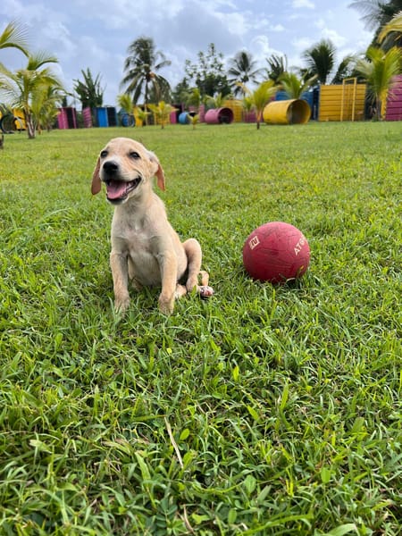 Patch, chiot Mâle Croisé Créole NON-LOF