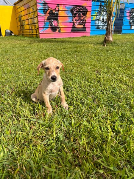 Patch, chiot Mâle Croisé Créole NON-LOF