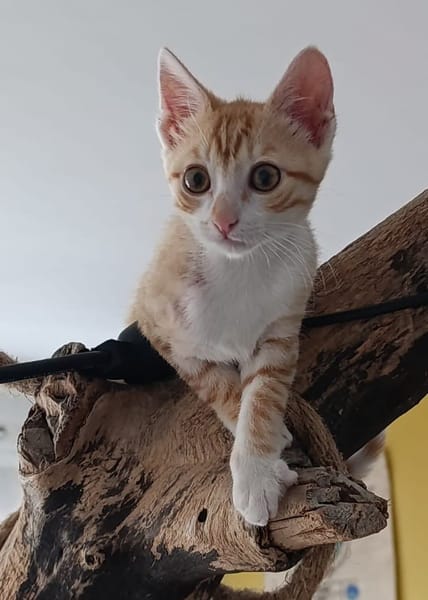 MANGO